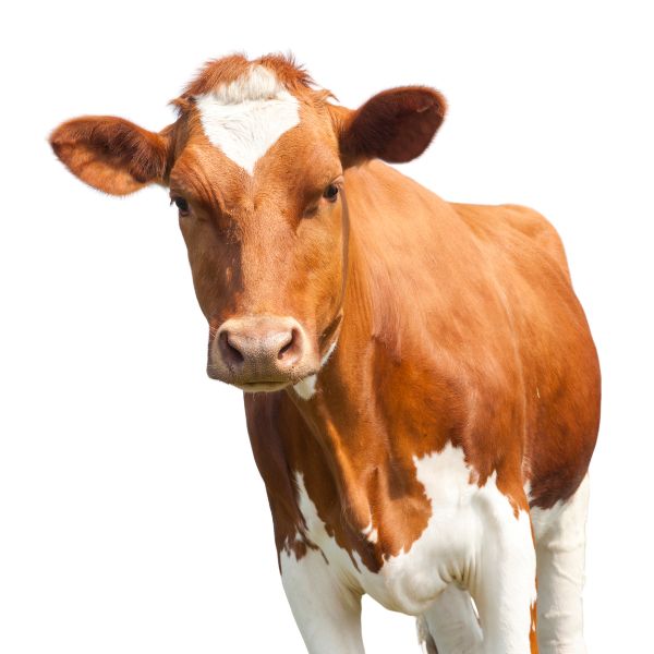 Grass Fed