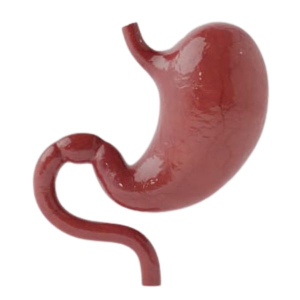 Bariatric