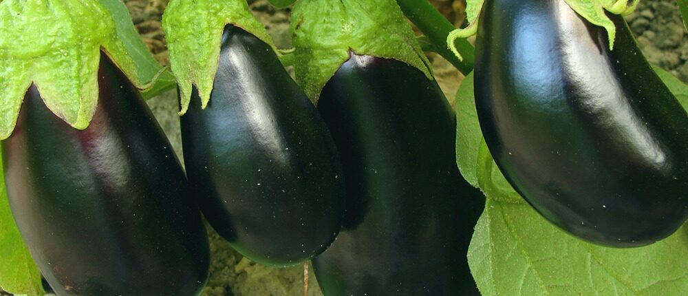 vinete